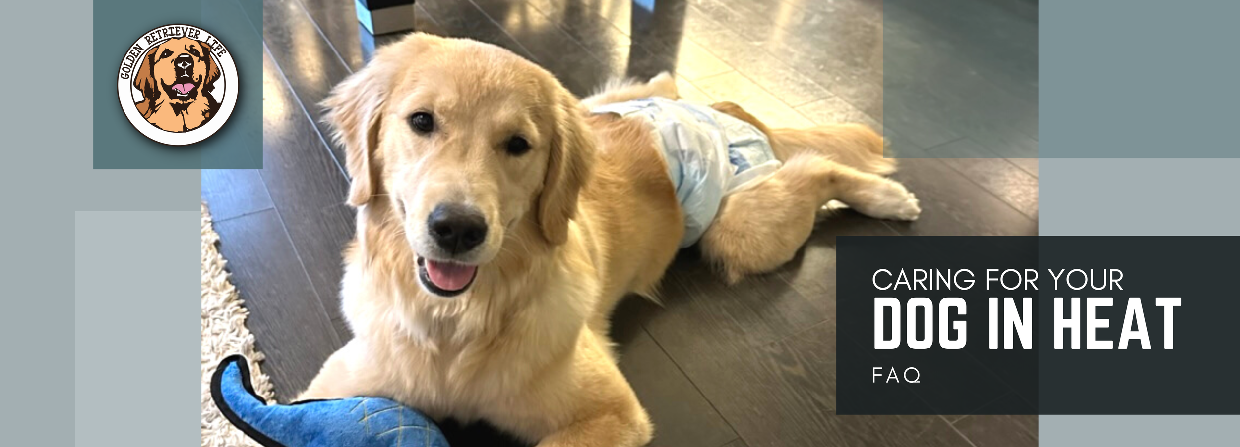 Golden retriever hot sale first heat